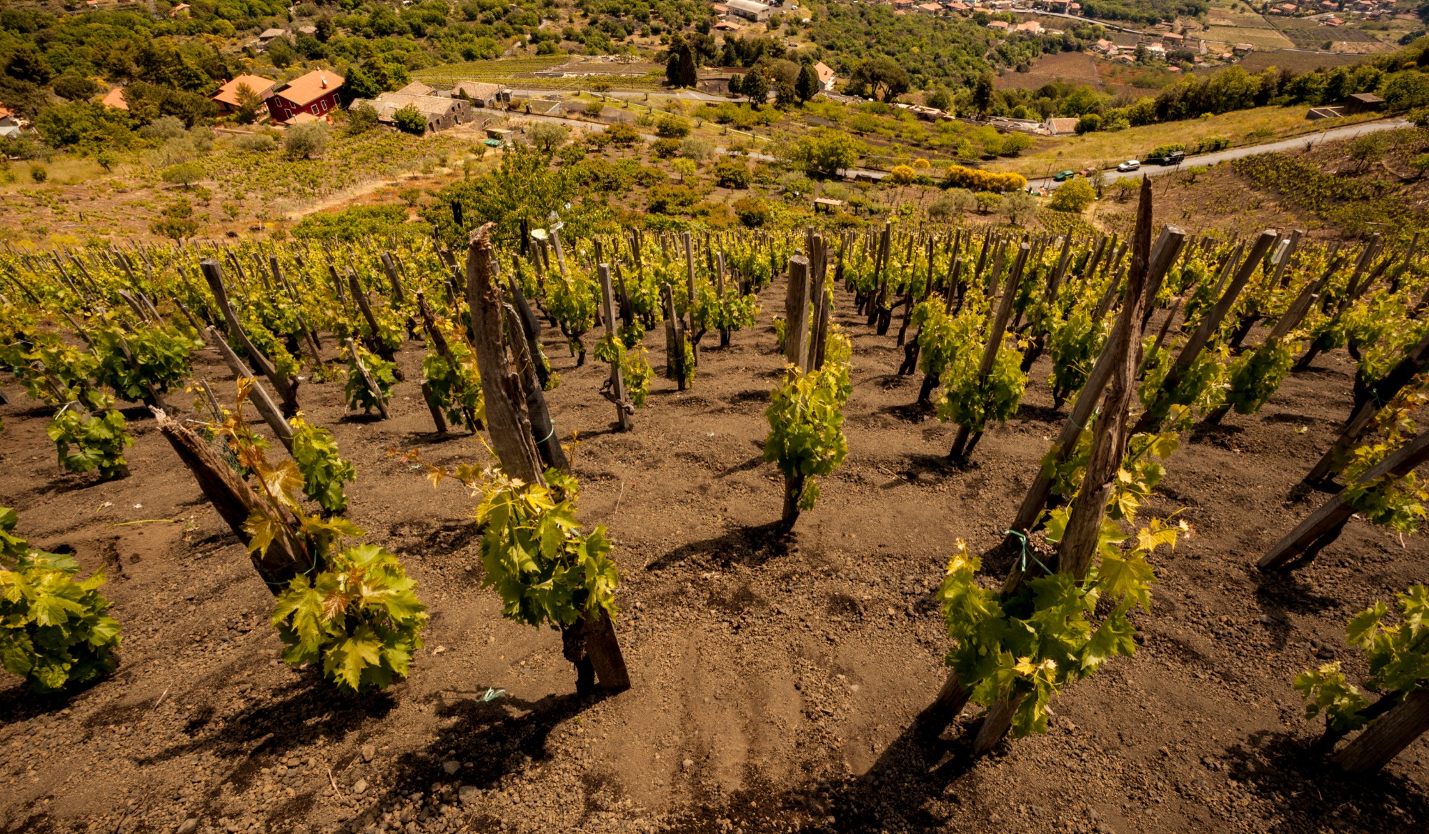 Vini dell’Etna: all’alba, guarda ad est